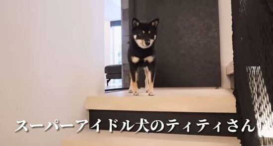 清塚信也の黒柴犬